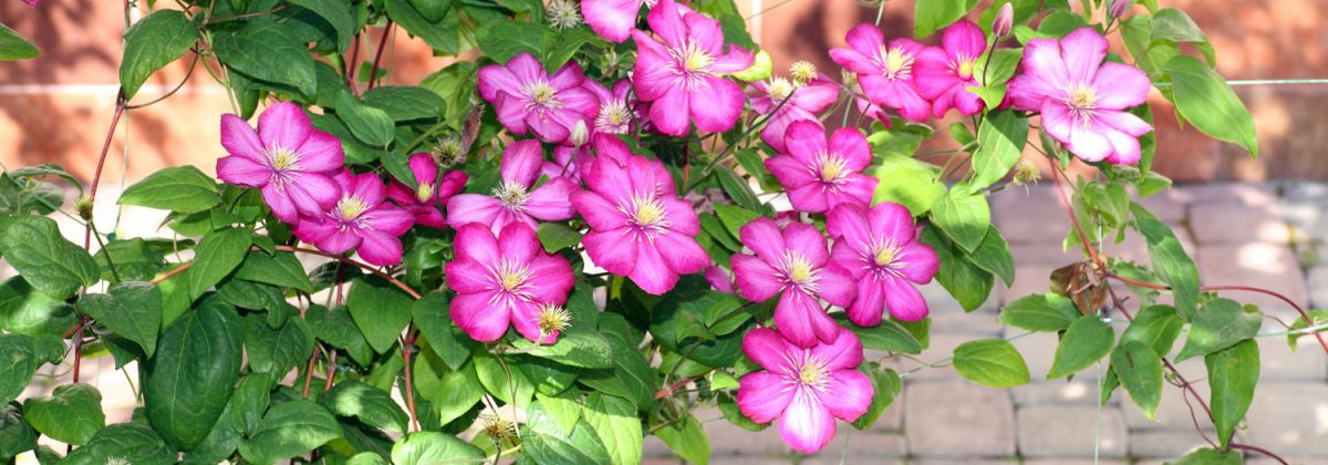 Let's get gardening!