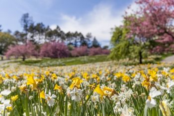 Great Daffodil Appeal