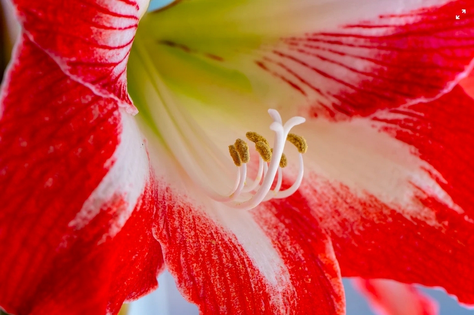 Growing Amaryllis Bulbs - Lyonshall Nurseries and Garden Centre ...