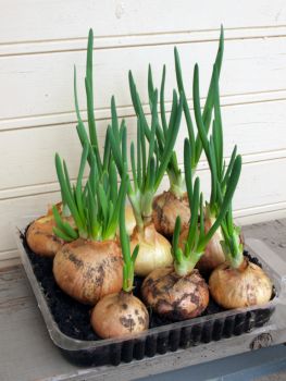 Harvest your onions