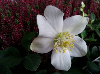 Look after your Christmas roses