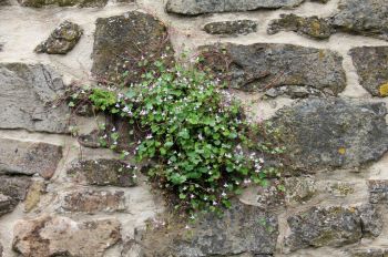 Plant spring bedding