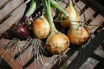 Keep crops going through autumn