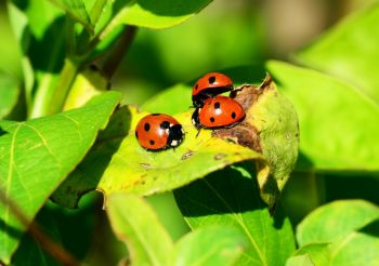 Build a wildlife haven