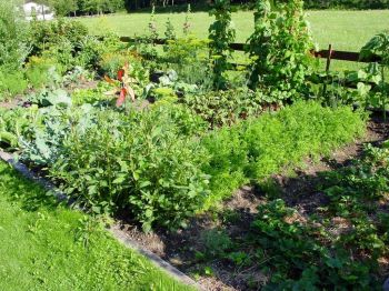 Time to put the veg garden to bed