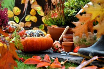 What to do in the garden in October: