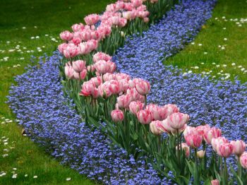 Plant out biennial wallflowers