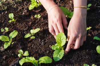 Move hardy seedlings gradually outdoors