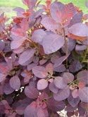 Plant of the week - Cotinus