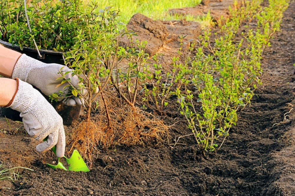 Planting bare root shrubs and trees - Lyonshall Nurseries and Garden ...