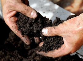 Compost & Growing media