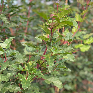 Acer ginnala Merlot Magic