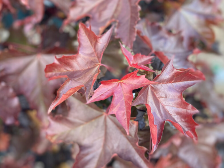 Acer platanoides 'Crimson King'