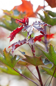 Acer platanoides 'Crimson Sentry'