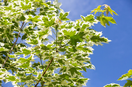 Acer platanoides 'Drummondii'