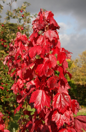 Acer rubrum 'Red Sunset'