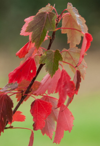 Acer rubrum 'Sun Valley'