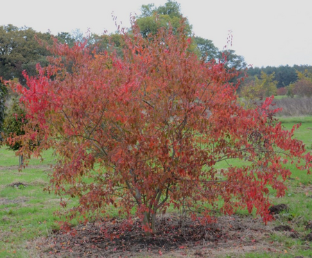 Acer tataricum 'Hot Wings'