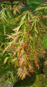 Acer x pseudosieboldianum 'Ice Dragon'