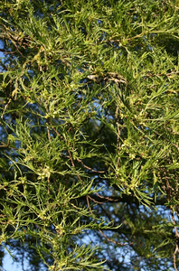 Alnus glutinosa 'Imperialis'