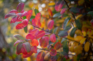 Amelanchier can Glenform Rainbow Pillar®