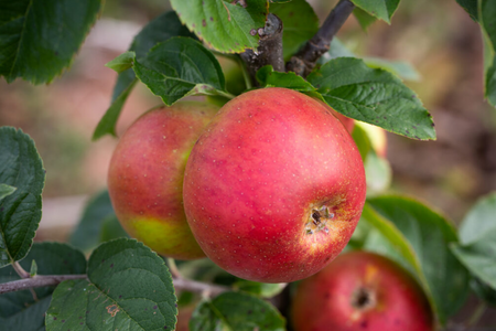 Apple (Malus) Blenheim Orange