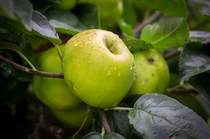 Apple (Malus) Bountiful