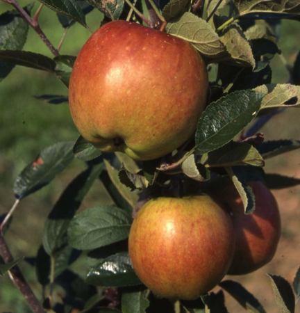 Apple (Malus) Braeburn