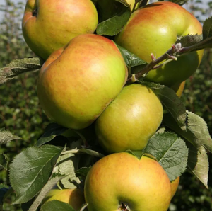 Apple (Malus) Bramley's Seedling