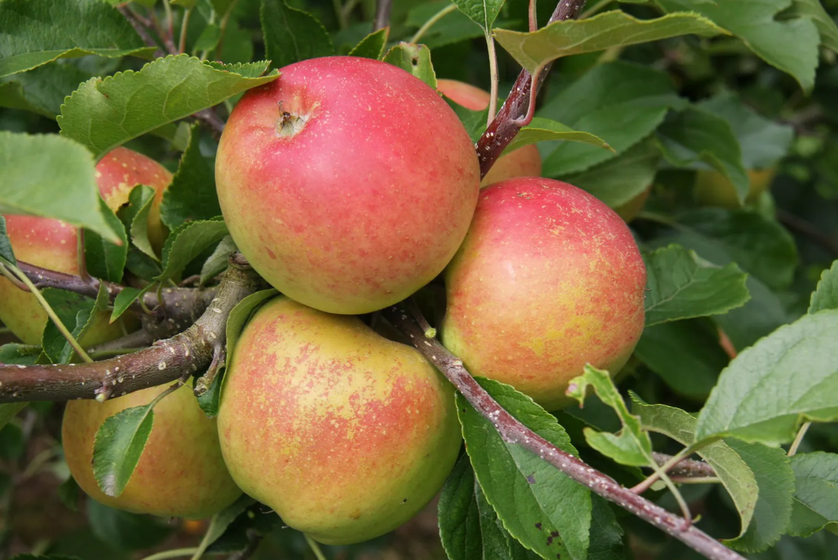 Apple (Malus) Christmas Pippin® - Lyonshall Nurseries and Garden Centre ...