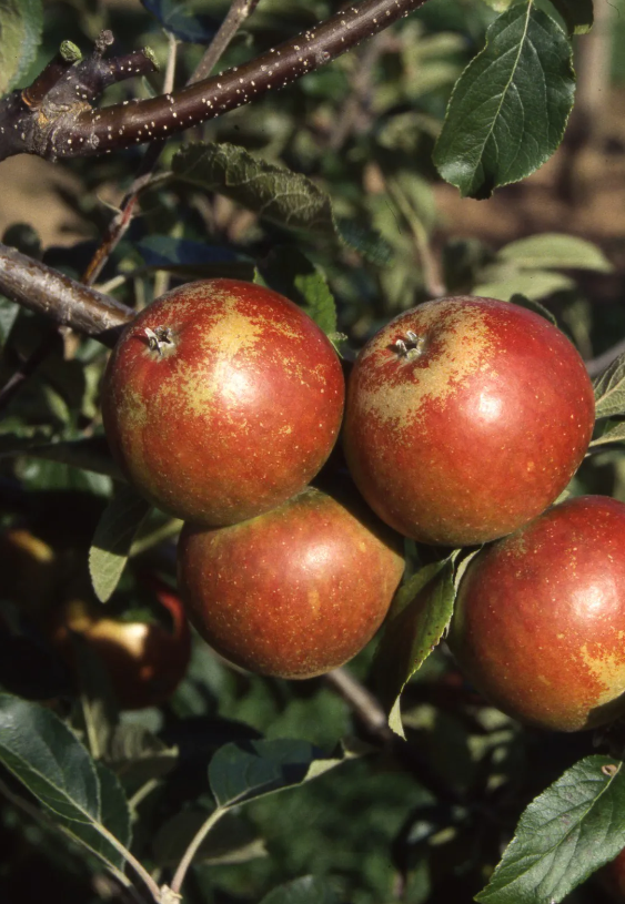 Apple Malus Cox Self Fertile Lyonshall Nurseries And Garden Centre