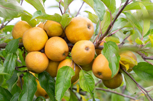 Apple (Malus) Herefordshire Russet®