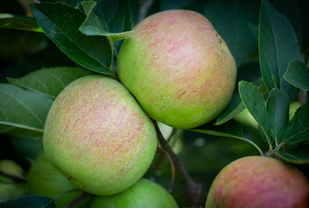 Apple (Malus) Laxton's Superb