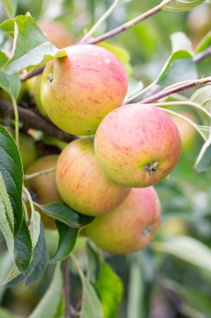 Apple (Malus) Paradice Gold