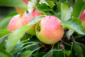 Apple (Malus) Red Falstaff