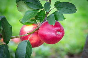 Apple (Malus) Scrumptious