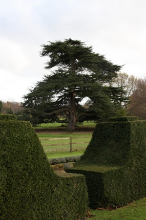 Cedrus libani