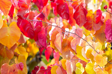 Cercis canadensis Eternal Flame