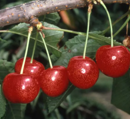 Cherry (Prunus) Morello