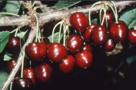 Cherry (Prunus) Petit Noir