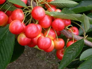Cherry (Prunus) STARDUST® COVEU