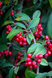 Cotoneaster Hybridus Pendulus