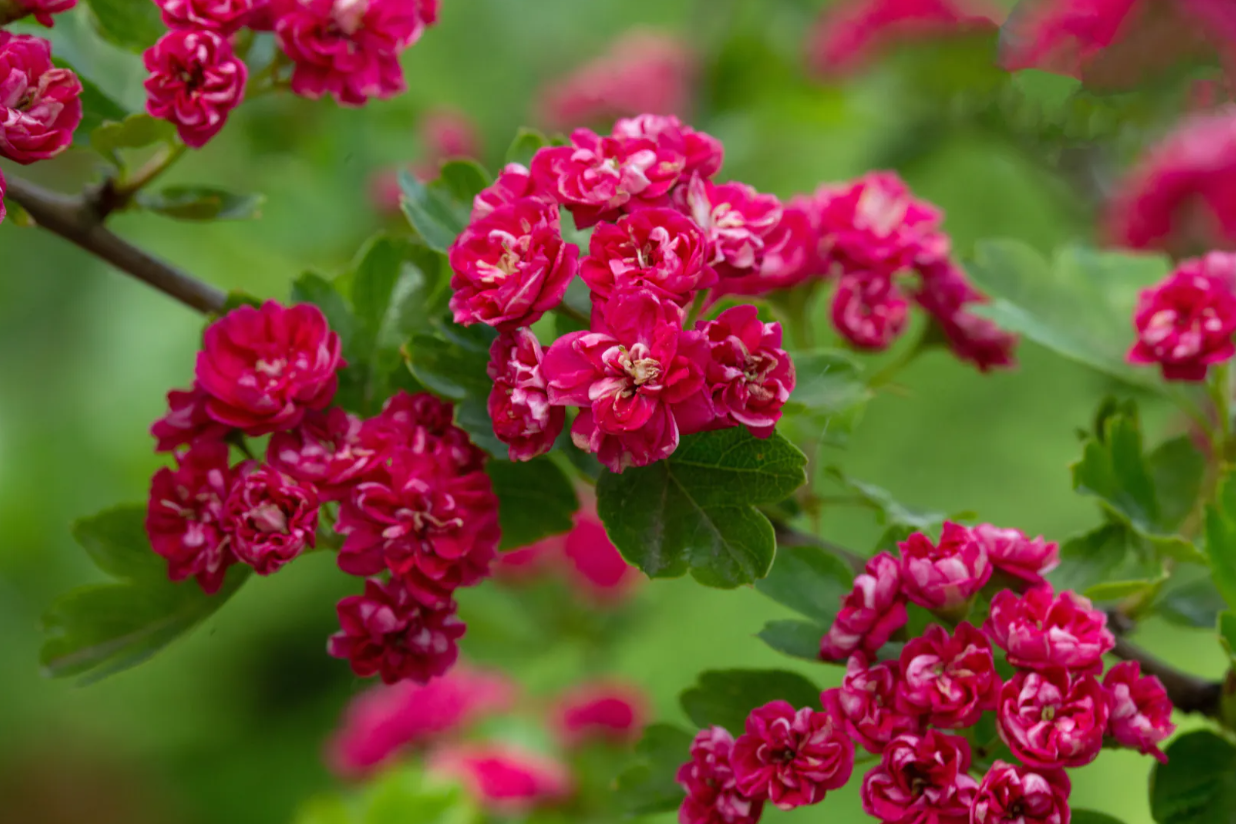 Crataegus x med Pauls Scarlet - Lyonshall Nurseries and Garden Centre ...