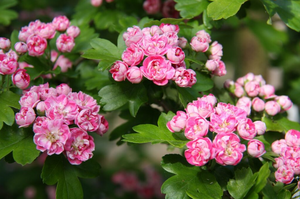 Crataegus x med Punicea Flore Pleno