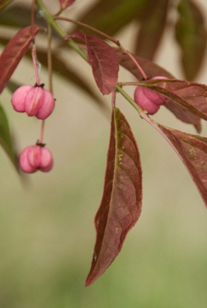 Euonymus europaeus Brilliant