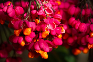 Euonymus europaeus Red Cascade