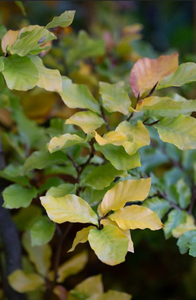 Fagus Sylvatica