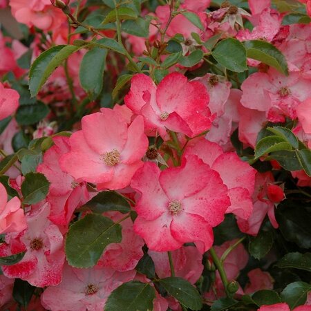 Flower Carpet Coral