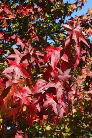 Liquidambar styraciflua Lane Roberts