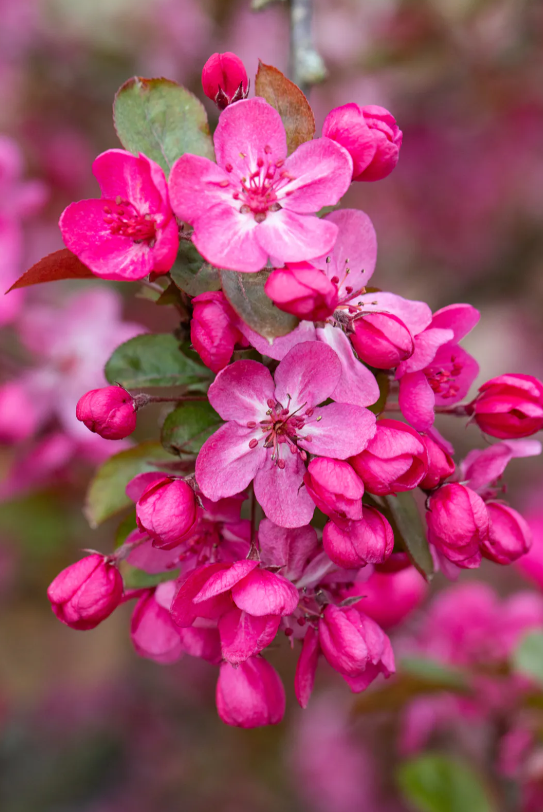 Malus Cardinal - Lyonshall Nurseries and Garden Centre | Herefordshire